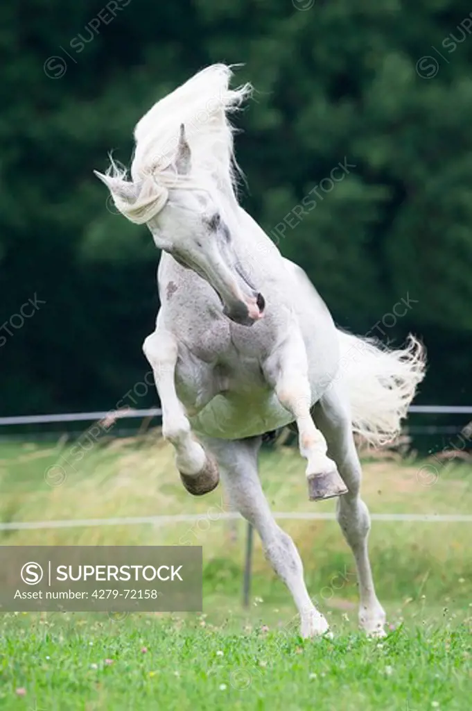 Alter Real Gray stallion Hexeno bucking on a pasture Germany