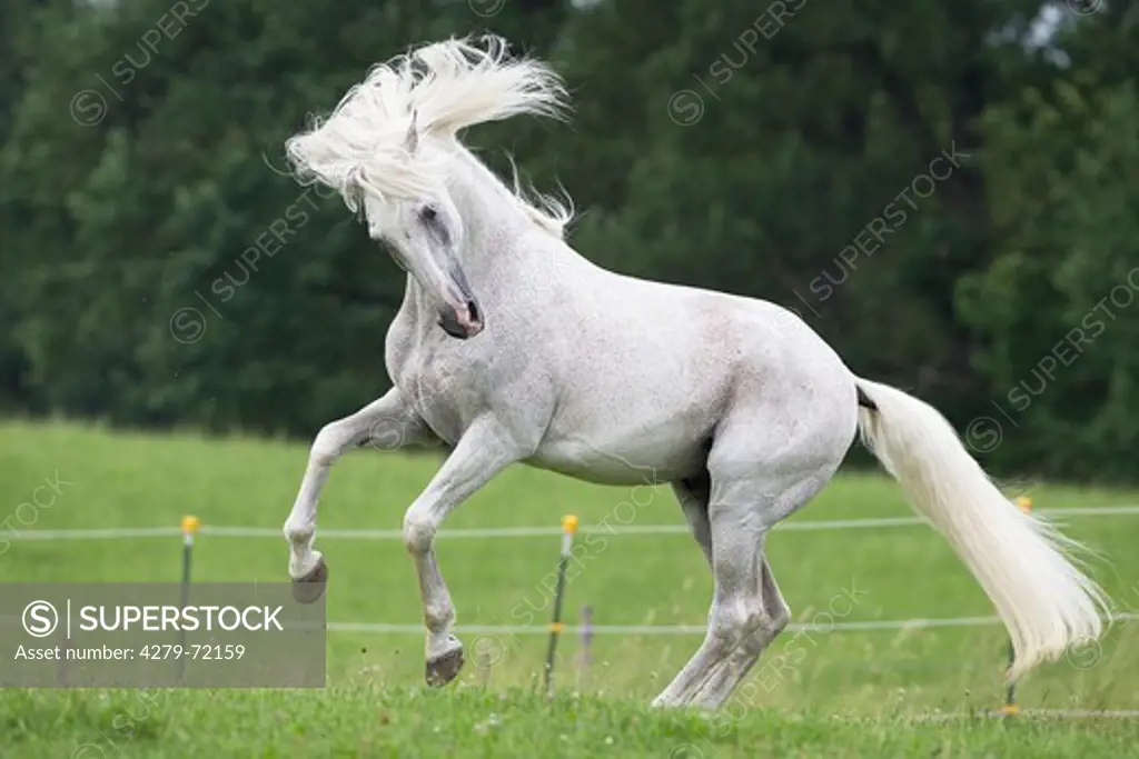 Alter Real Gray stallion Hexeno bucking on a pasture germany