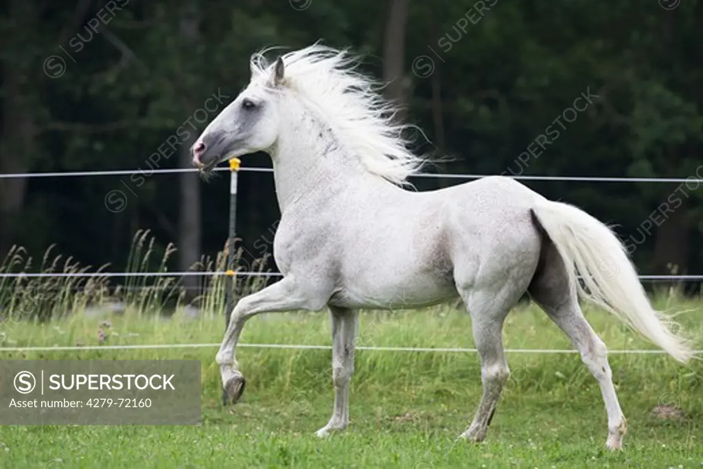 Alter Real Gray stallion Hexeno trotting on a pasture Germany