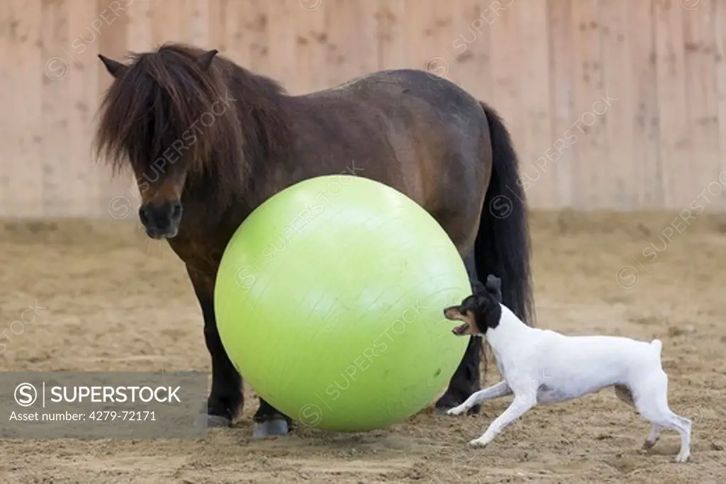 Shetland Pony Senior bay horse playing ball with a Jack Russell Terrier in a riding hall Germany