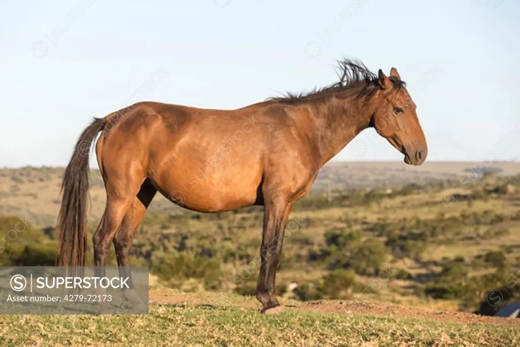Basuto Pony Bay mare seen side-on South Africa