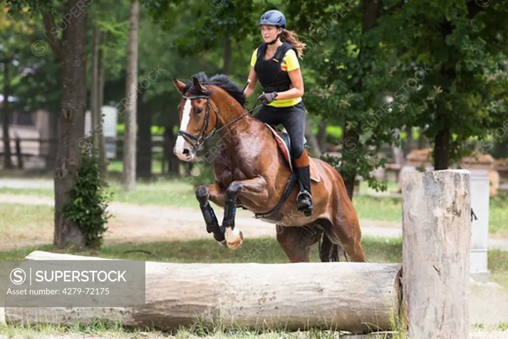 Bavarian Warmblood. Bay mare with rider jumping over a tree trunk. Austria