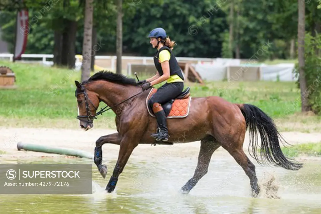Bavarian Warmblood. Bay mare with rider galloping through shallow water. Austria