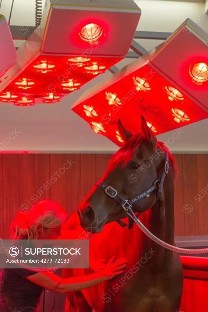 Thoroughbred in a horse solarium New Zealand
