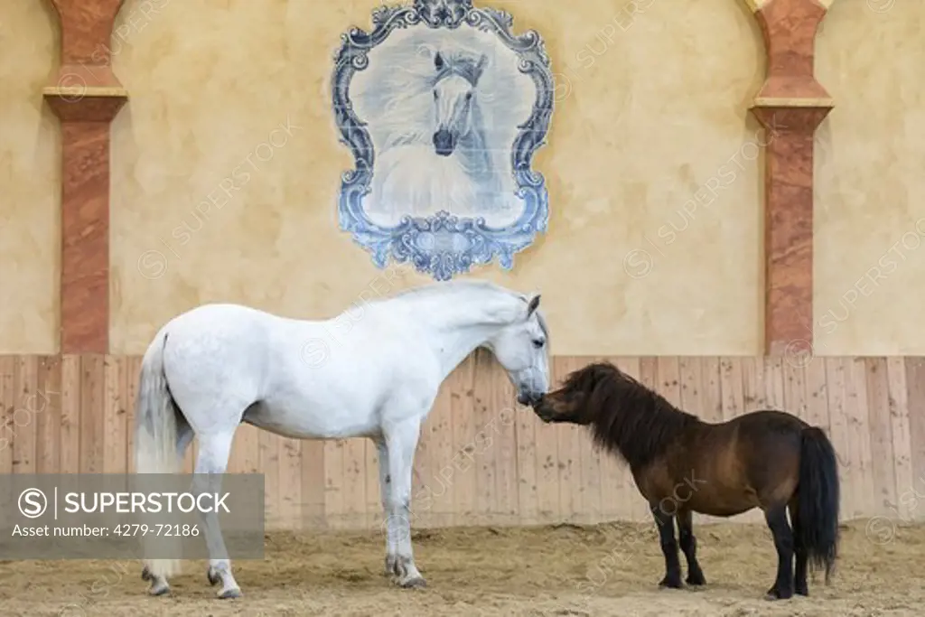 Pure Spanish Horse Andalusian Gray horse playing with a senior Shetland Pony in a riding hall Germany