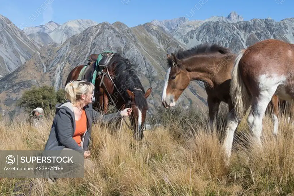 Clydesdale Horse. Christiane Slawik with riding horse and foals on a pasture. Erewhon Station, New Zealand
