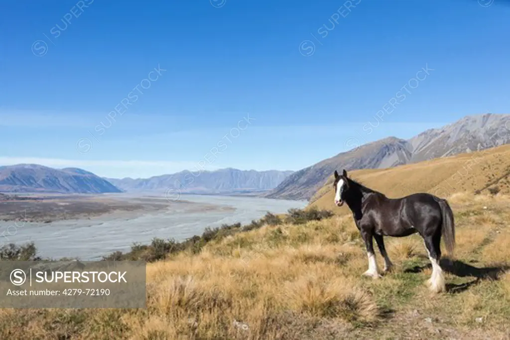 Clydesdale Horse Black horse standing above a river New Zealand