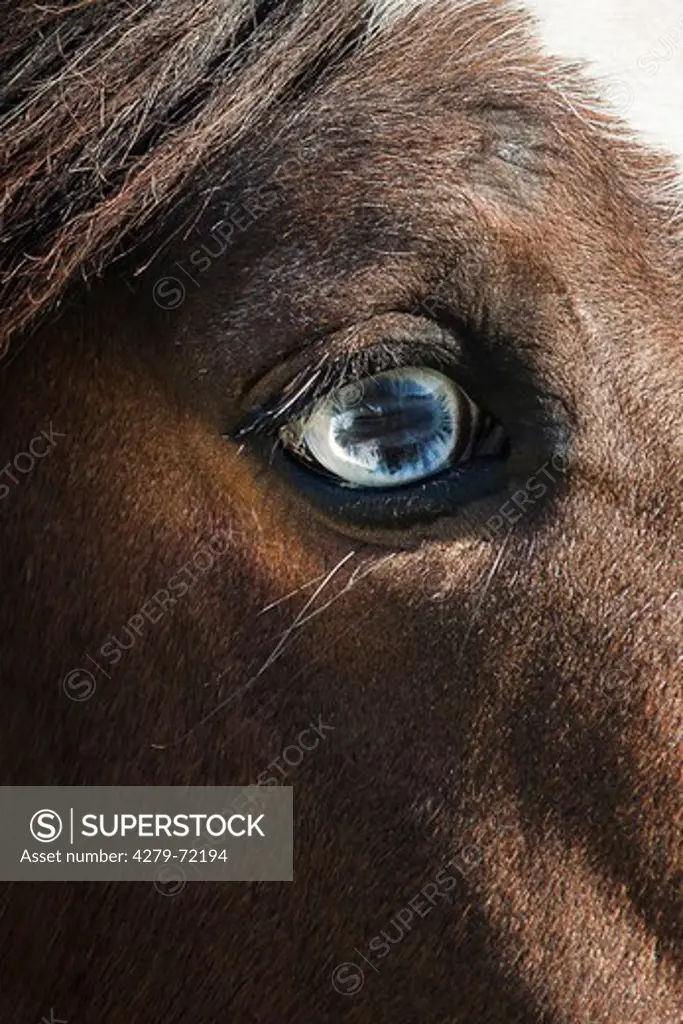 Clydesdale Horse Close-up of eye New Zealand