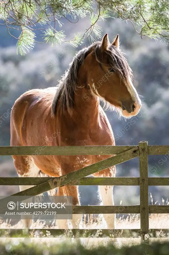 Clydesdale Horse Bay adult standing behind a fence New Zealand