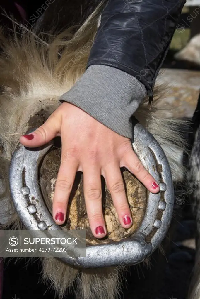 Clydesdale Horse. Hand of a woman on a hoof with horse shoe. New Zealand