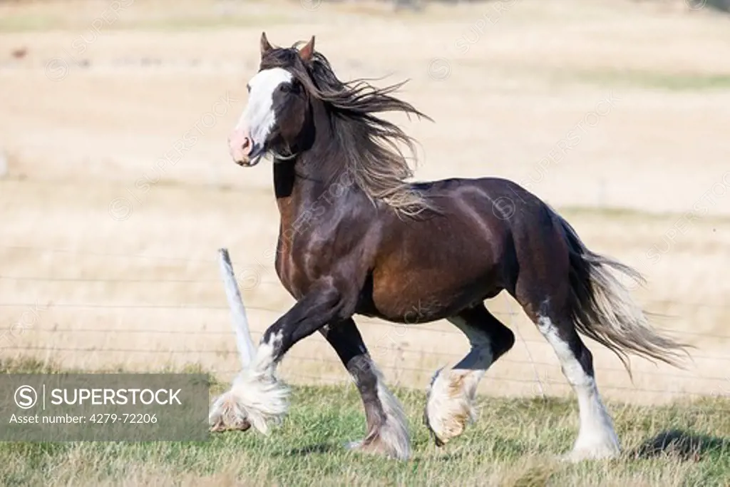 Clydesdale Horse Chestnut adult trotting on a pasture New Zealand