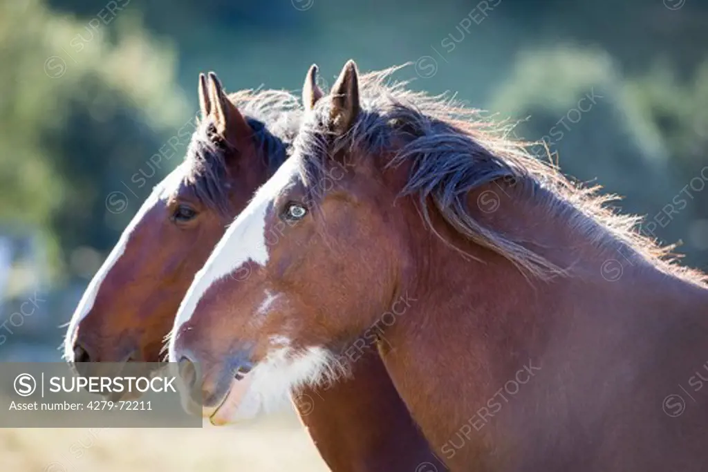Clydesdale Horse Two bay adults portrait New Zealand