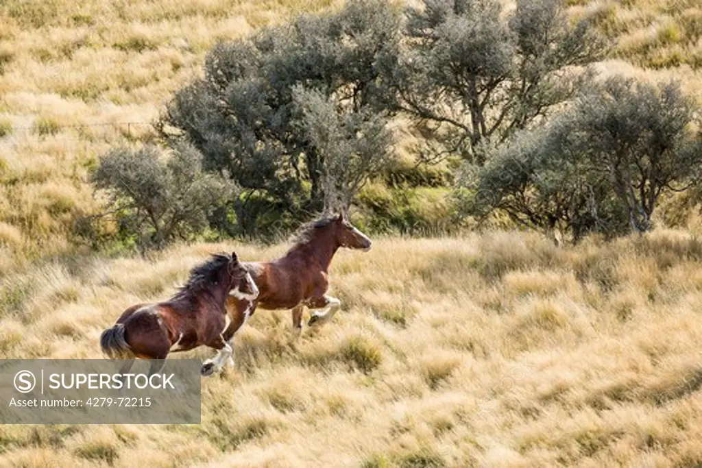 Clydesdale Horse Two bay adults galloping in dry grass New Zealand