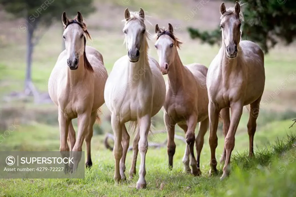 German Warmblood Herd of palomino mares on a pasture New Zealand