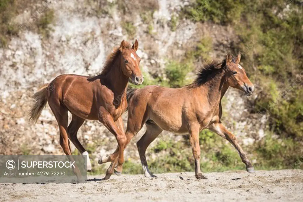 Kaimanawa Horse Two foals galloping on sand New Zealand