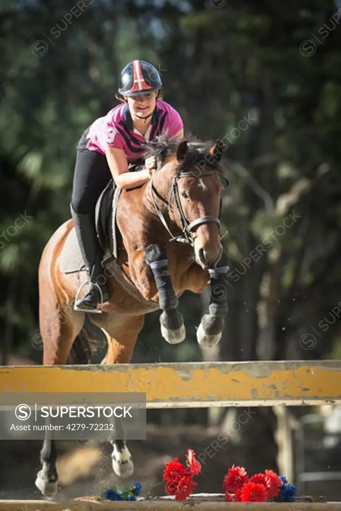 Kaimanawa Horse. Bay gelding with rider jumping over an obstacle. New Zealand