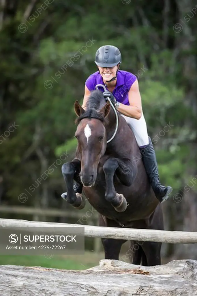 Kaimanawa Horse. Vicky Wilson on a chestnut gelding jumping over an obstacle, without saddle and tack. New Zealand
