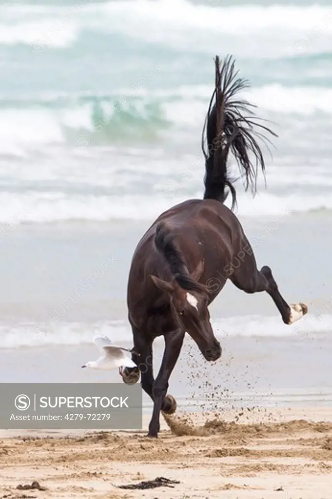 Kaimanawa Horse Chestnut gelding bucking on a beach New Zealand