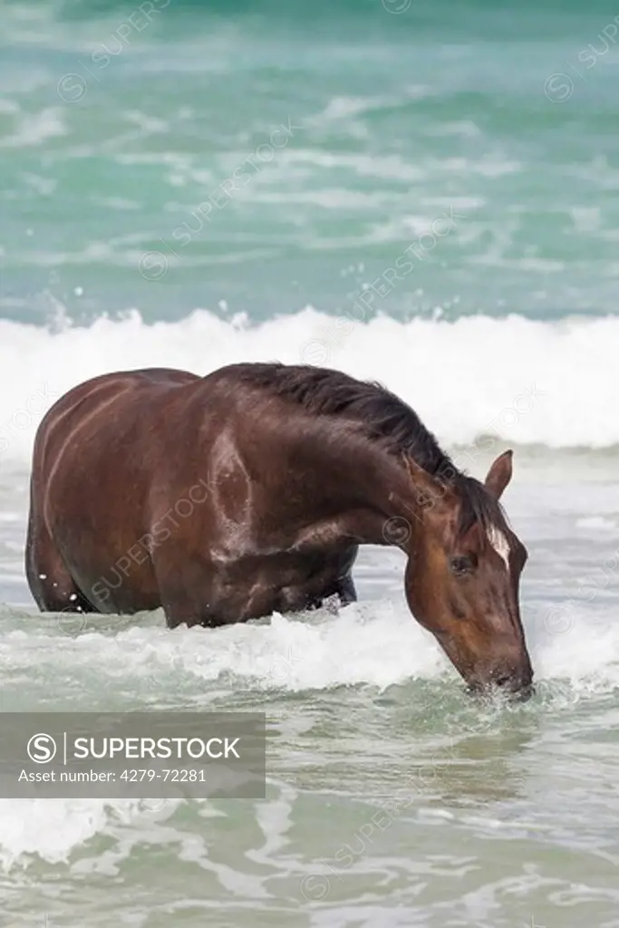 Kaimanawa Horse Chestnut gelding standing in surf New Zealand