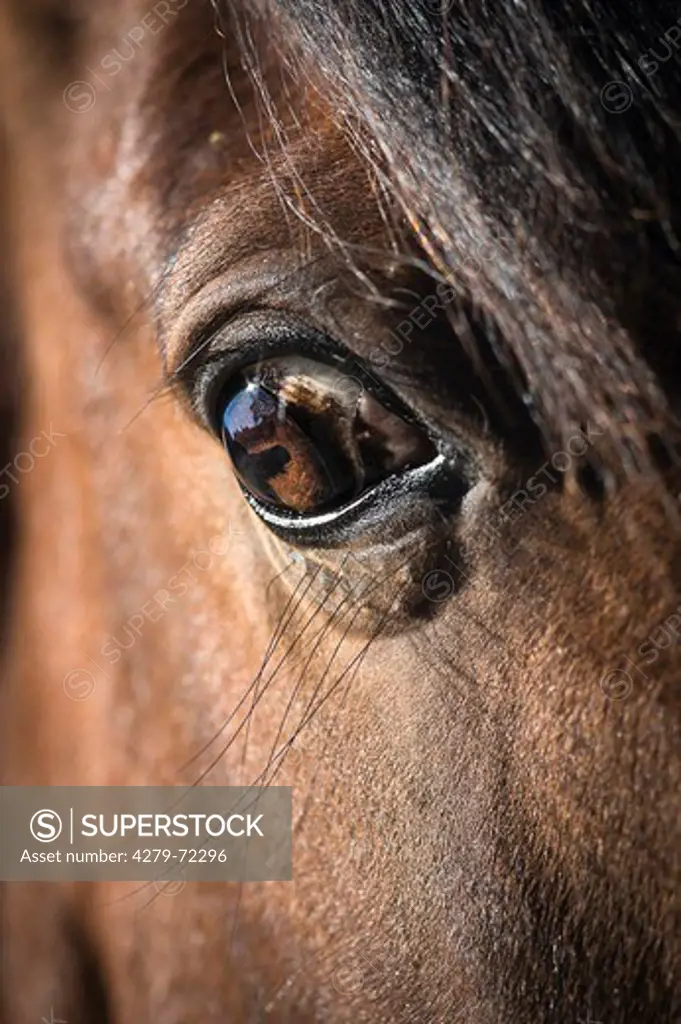 Kaimanawa Horse Eye of a bay gelding New Zealand