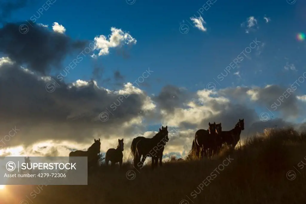 Kaimanawa Horse Wild horses in tall grass silhouetted against a cloudy sky Kaimanawa Ranges Waiouru New Zealand