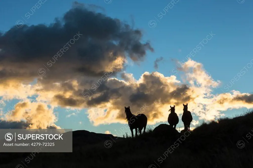 Kaimanawa Horse Three wild horses silhouetted against a cloudy sky Kaimanawa Ranges Waiouru New Zealand