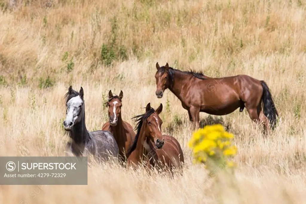 Kaimanawa Horse Wild horses in tall grass Kaimanawa Ranges Waiouru New Zealand