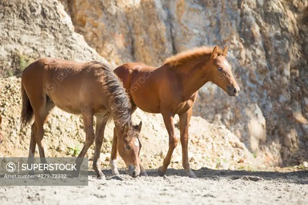 Kaimanawa Horse Two foals on sand with rocks in background New Zealand