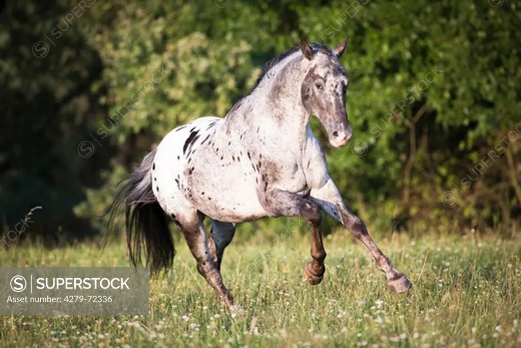 Knabstrup Horse Leopard-spotted stallion galloping on a pasture Germany