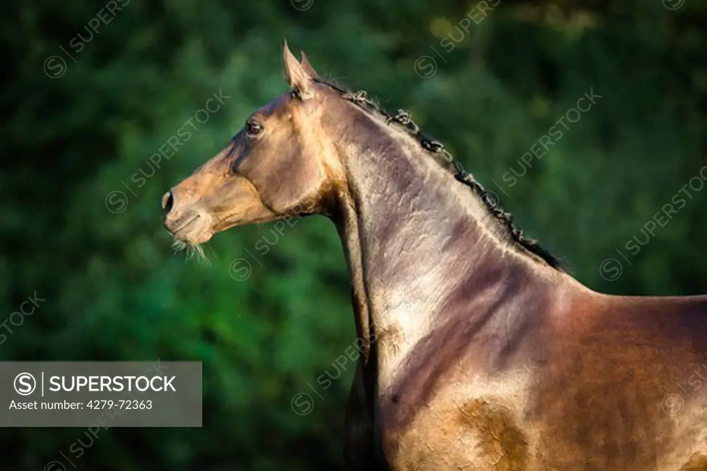 Dutch Warmblood Portrait of bay mare