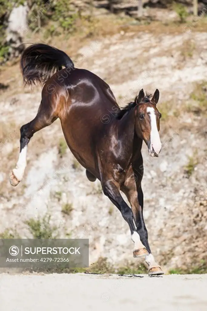 Dutch Warmblood Bay horse bucking on a beach New Zealand