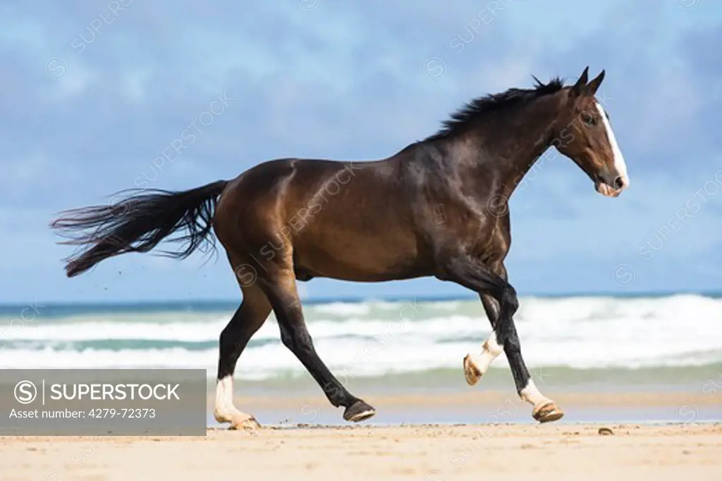 Dutch Warmblood Bay horse galloping on a beach New Zealand