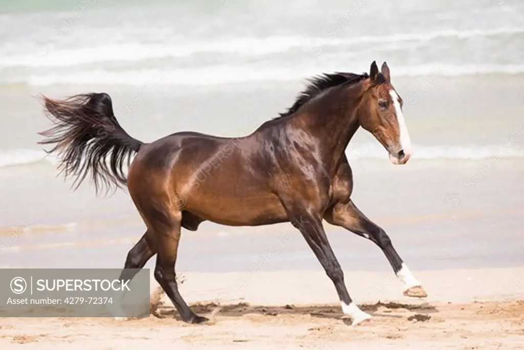 Dutch Warmblood Bay horse galloping on a beach New Zealand