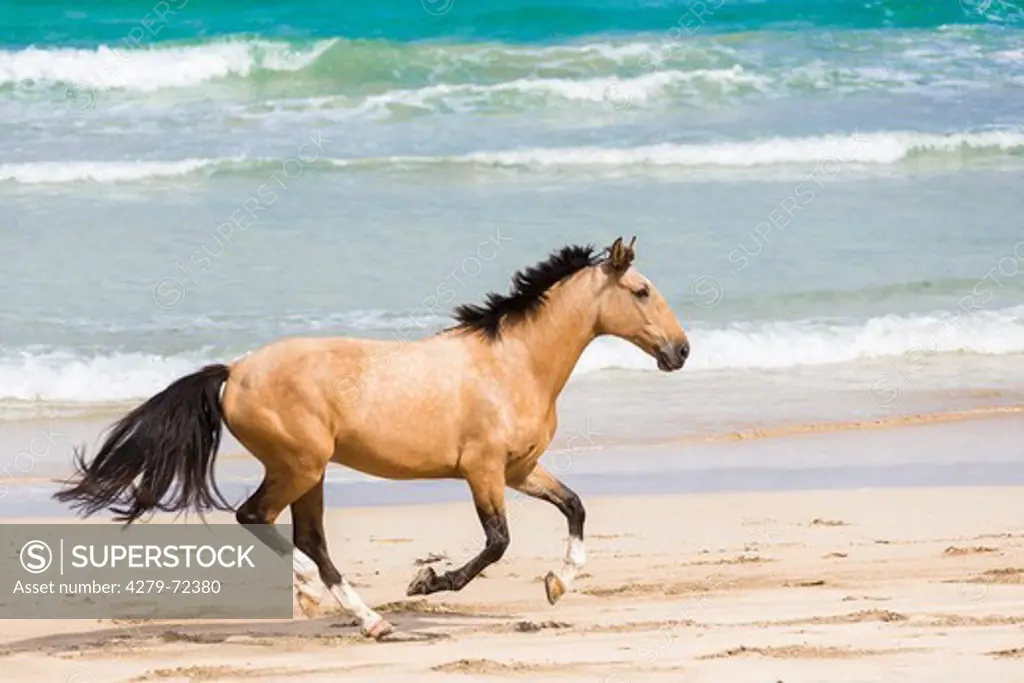 Dutch Warmblood Dun horse galloping on a beach New Zealand