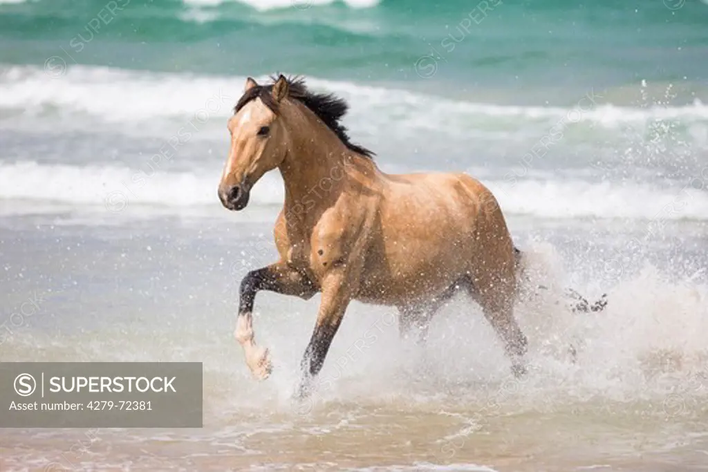Dutch Warmblood Dun horse galloping in shallow water on a beach New Zealand