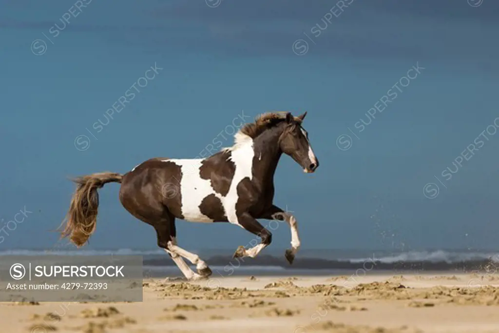 Maori Pony Pinto galloping on a beach New Zealand