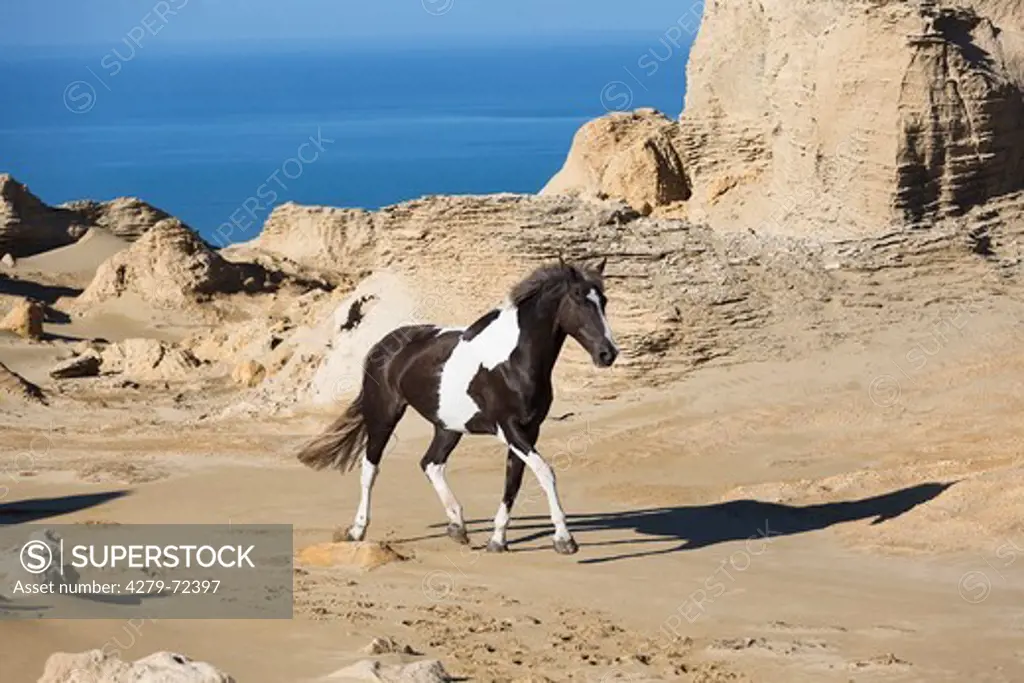 Maori Pony Pinto trotting on sand New Zealand