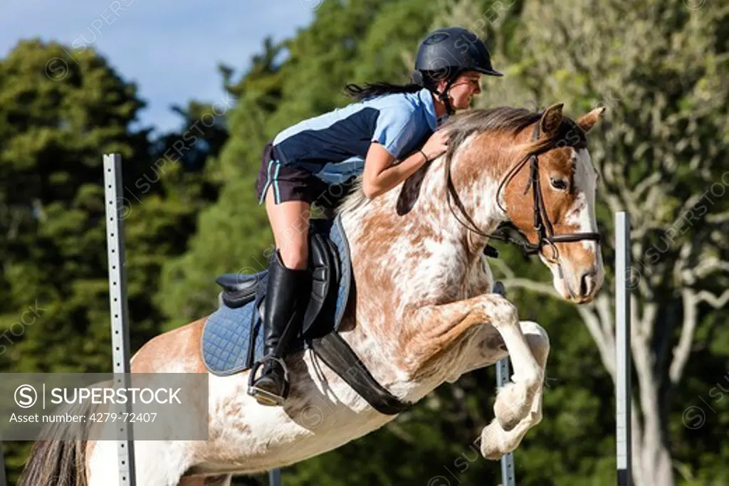 Maori Pony. Rider on a pinto mare jumping over an obstacle. New Zealand