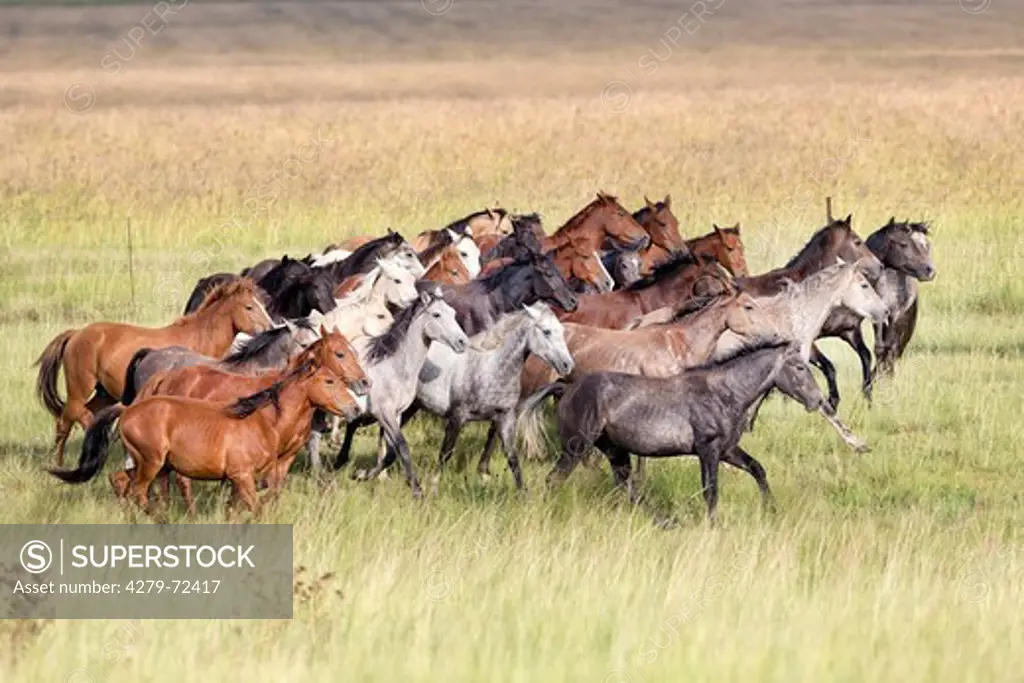 Nooitgedacht Pony Herd of young stallions trotting on a pasture South Africa