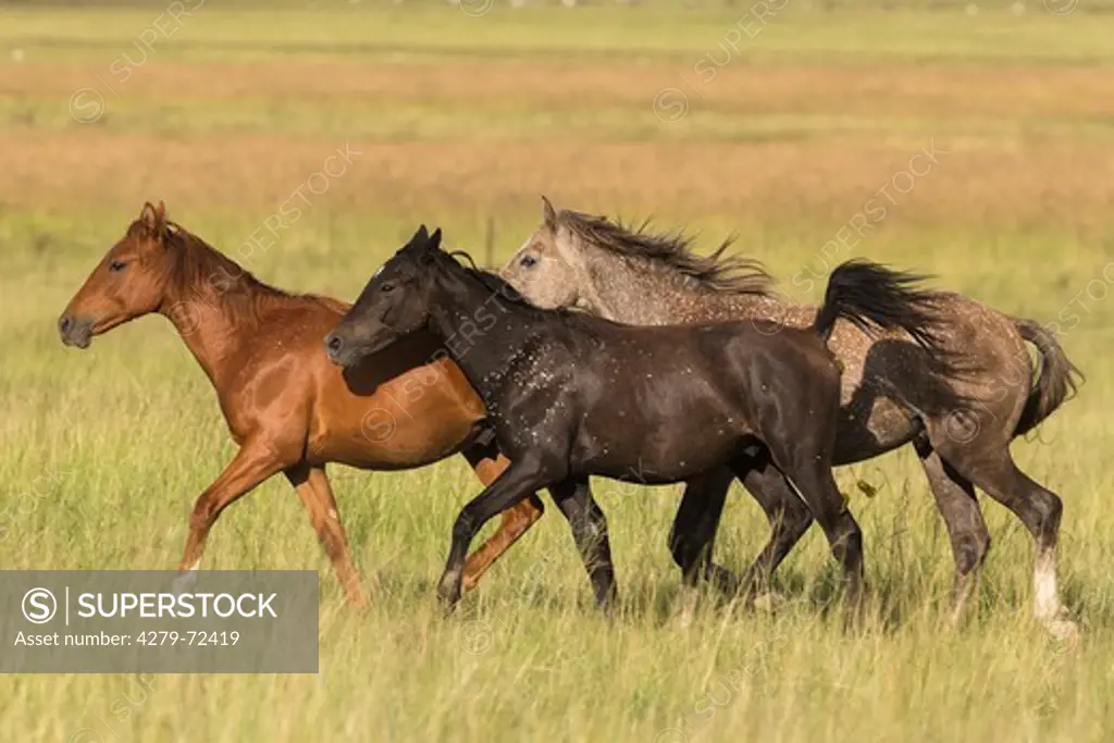 Nooitgedacht Pony Three young stallions trotting on a pasture South Africa