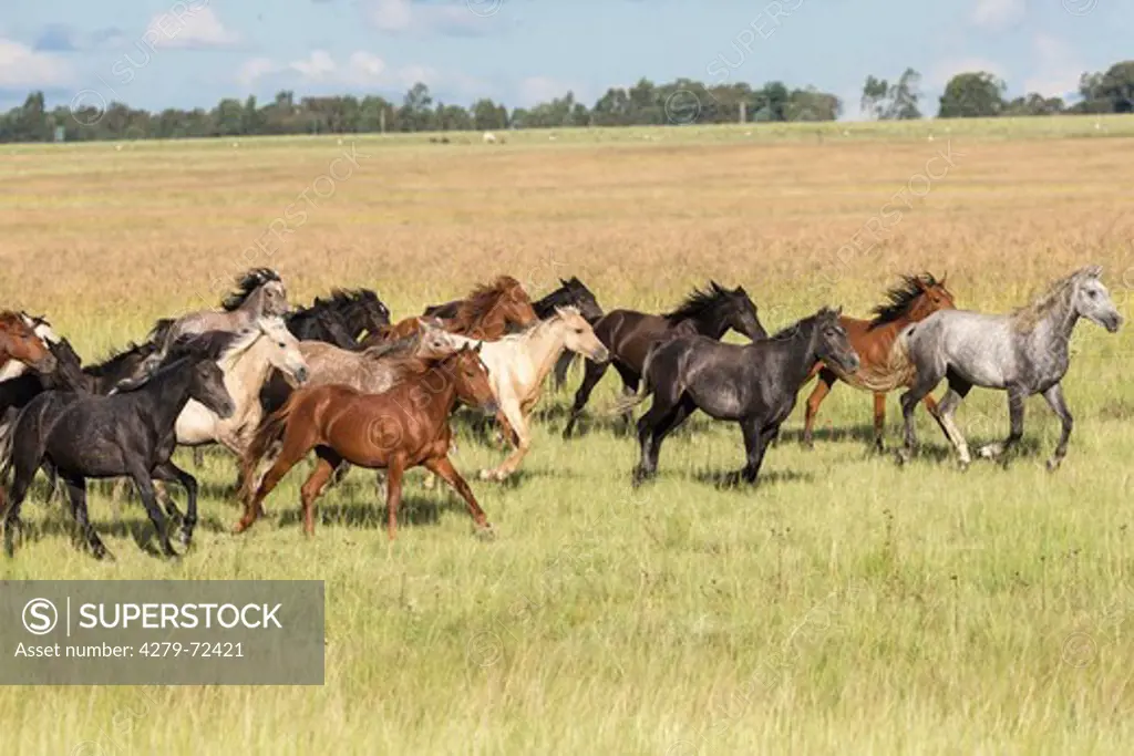 Nooitgedacht Pony Herd of young stallions galloping on a pasture South Africa