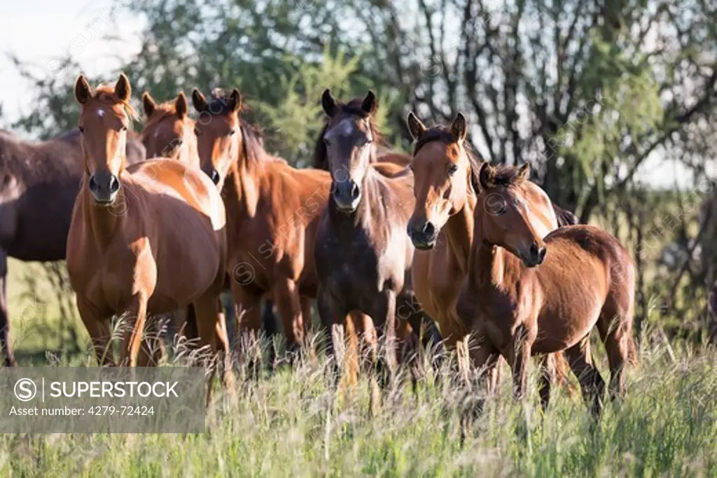 Nooitgedacht Pony Mares with foals on a pasture South Africa