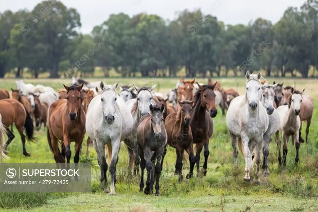 Nooitgedacht Pony Mares with foals on a pasture South Africa