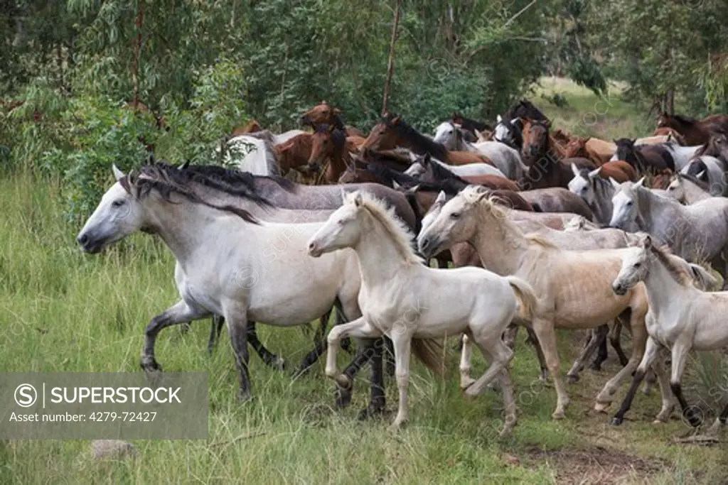 Nooitgedacht Pony Mares with foals trotting on a pasture South Africa