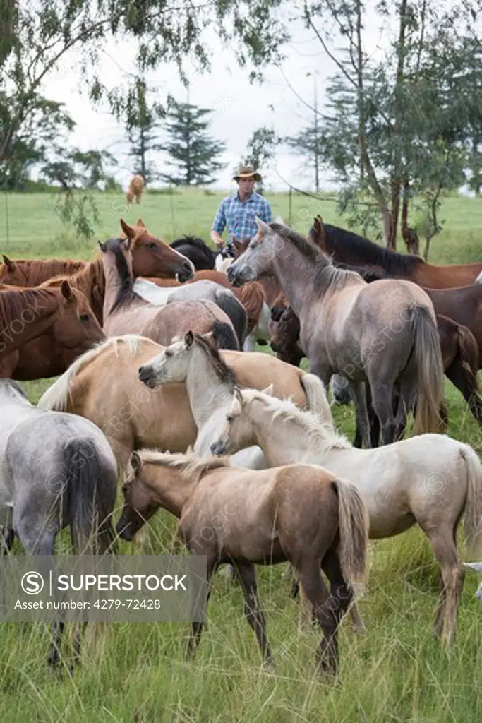 Nooitgedacht Pony Rider checking mares with foals on a pasture South Africa