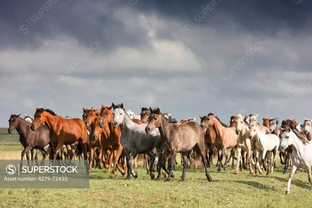 Nooitgedacht Pony Mares with foals trotting on a pasture seen against a cloudy sky South Africa
