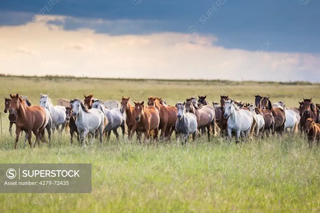 Nooitgedacht Pony Herd of mares trotting in savanna South Africa