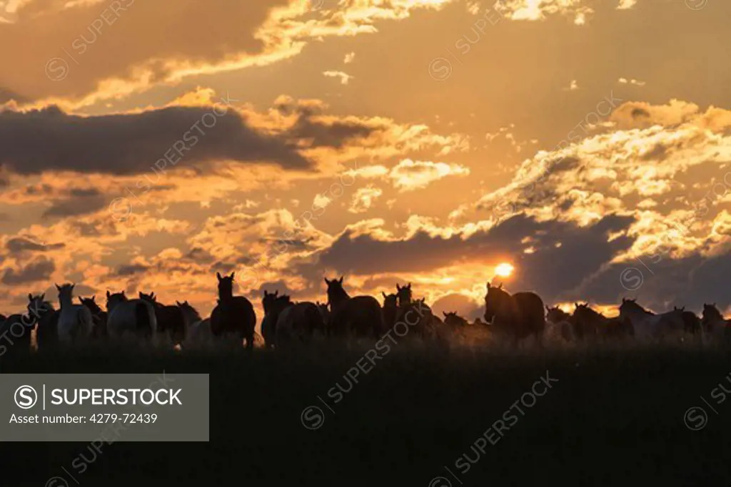 Nooitgedacht Pony Herd of mares silhouetted against the evening sky South Africa