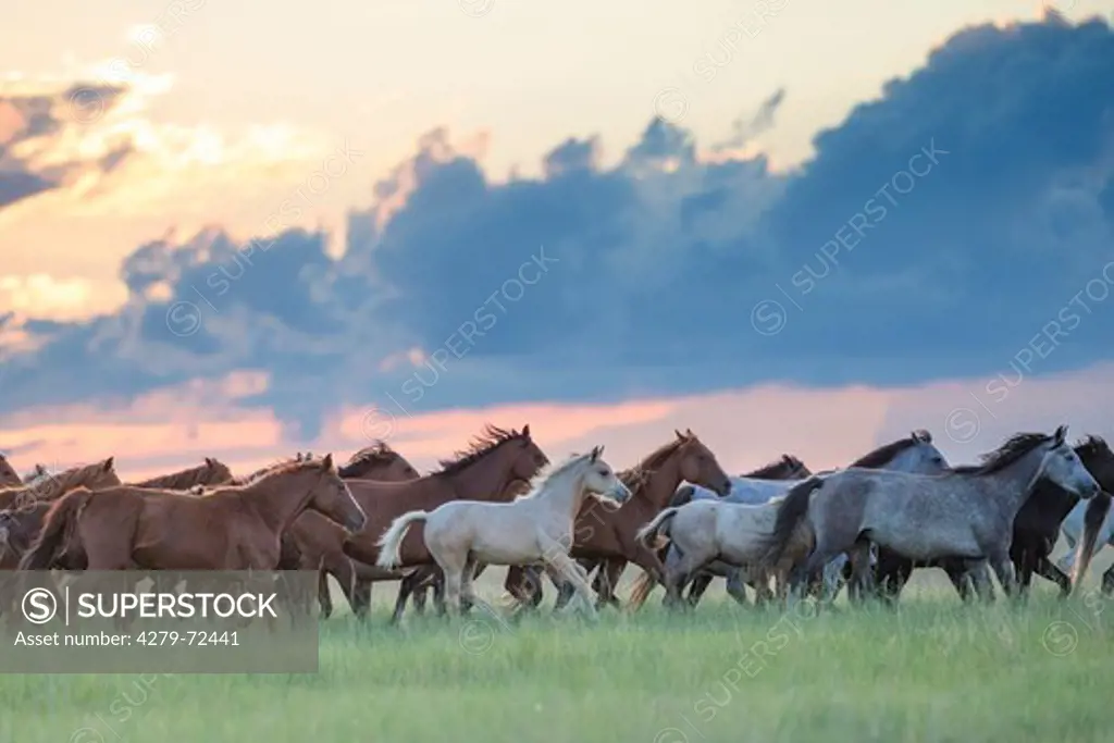 Nooitgedacht Pony Herd of mares trotting with dramatic evening sky in backgroundy South Africa
