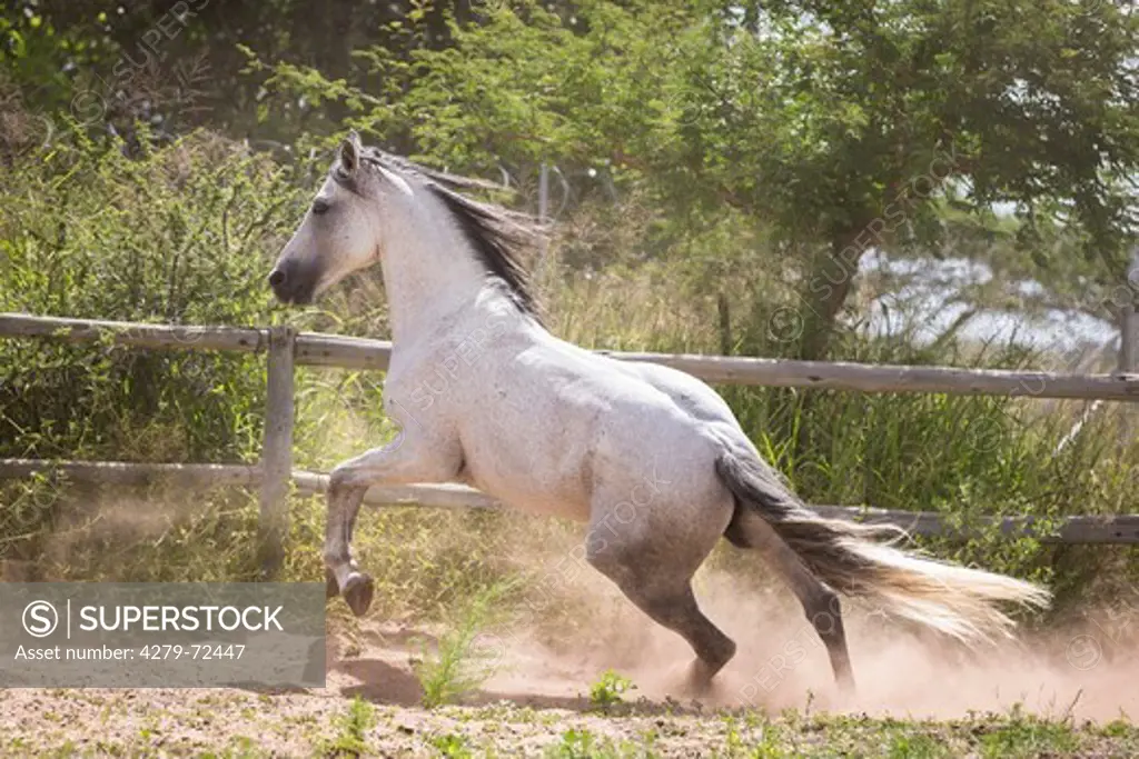 Nooitgedacht Pony Gray stallion galloping on a pasture South Africa